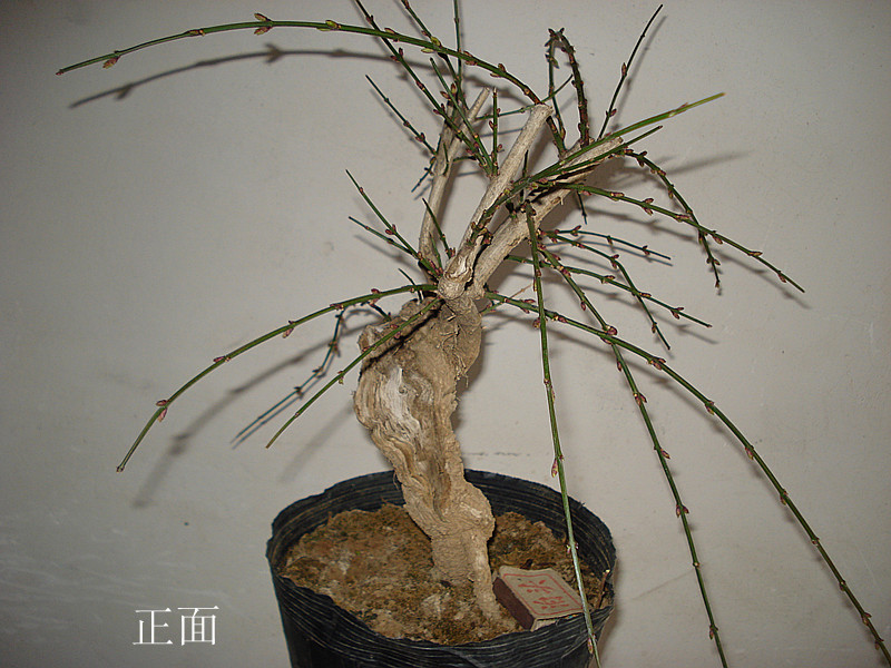 DSC03924_.jpg