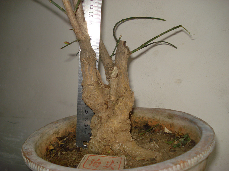 DSC03925_.jpg