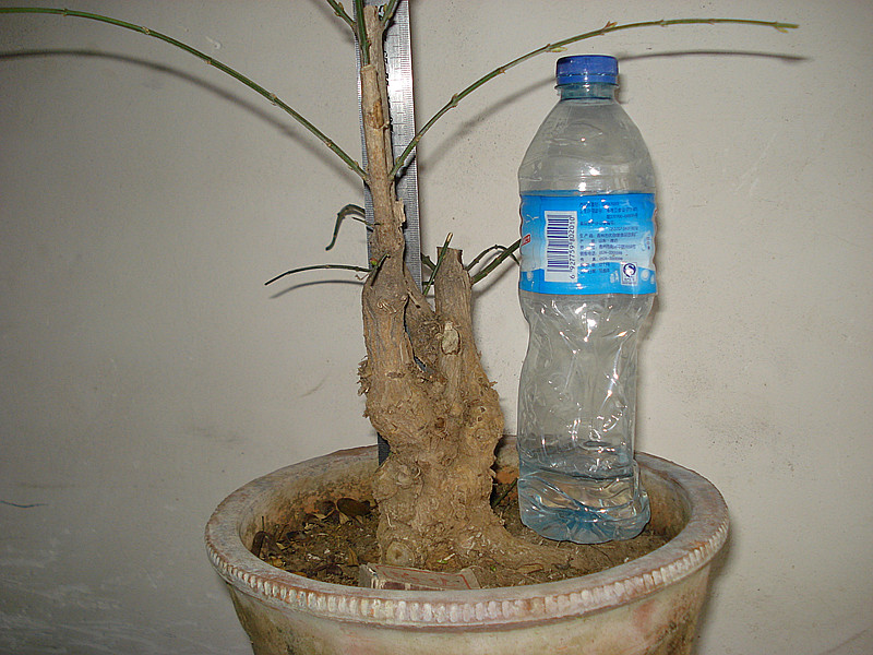 DSC03929_.jpg
