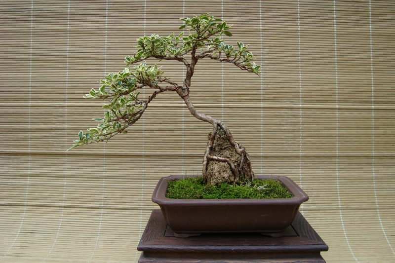 DSC08534.jpg