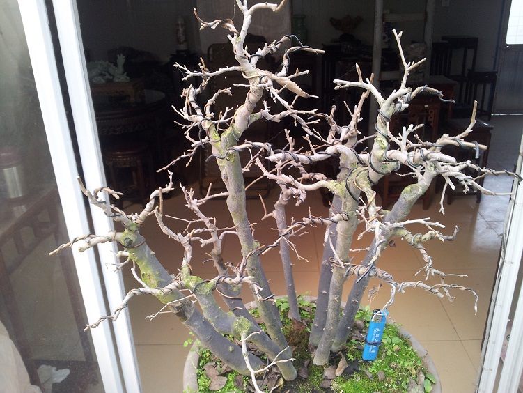 20121208_132947.jpg