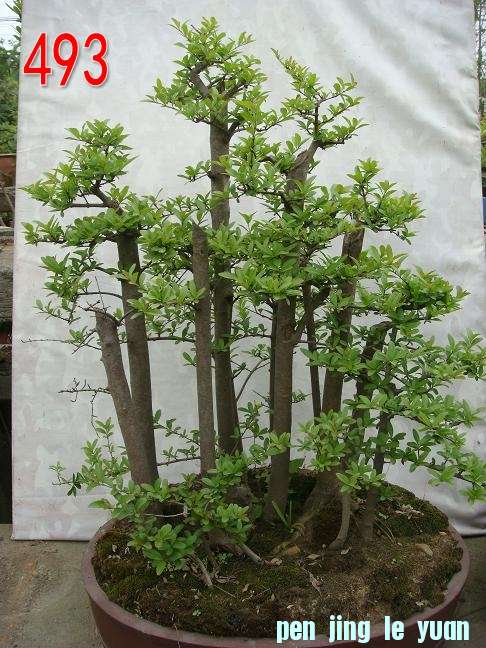 ֵδ䡷   ˮ   45CM X45CM.jpg