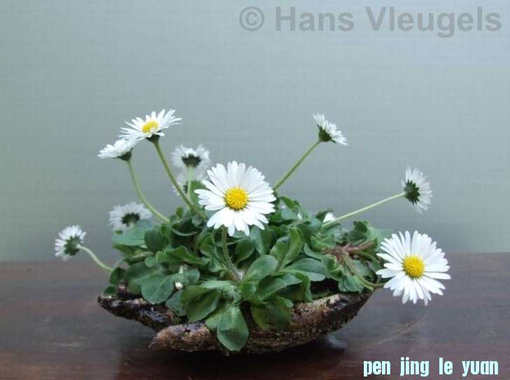 Accent van de maand april 2009 Bellis perennis Hans Vleugels.jpg