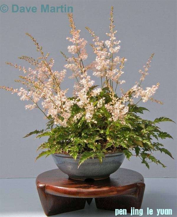 Accent van de maand augustus 2010 Astilbe Dave Martin.jpg