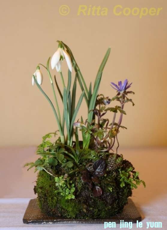 Accent van de maand maart 2012 Kokedama Ritta Cooper.jpg