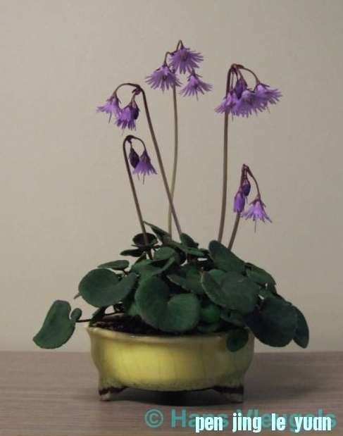 Accent van de maand mei 2011 Soldanella montana Hans Vleugels.jpg