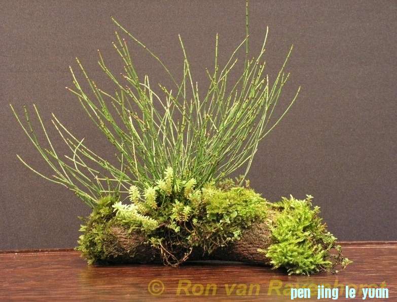 Accent van de maand mei 2012 Mix Thymus Equisetum Sedum Ron van Ravenhorst.jpg