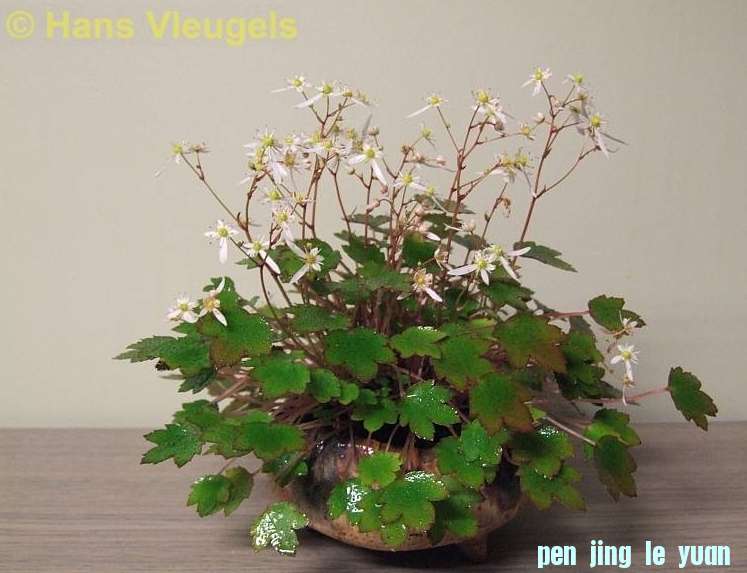 Accent van de maand november 2009 Saxifraga Hans Vleugels.jpg