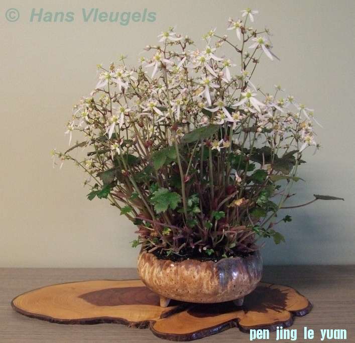 Accent van de maand november 2012 Saxifraga cortusifolia \\'Rokuju\\' 009.jpg