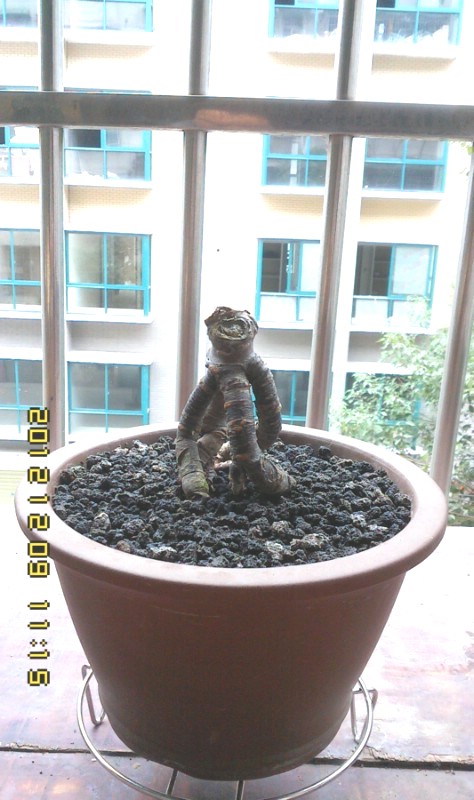 IMG1209111500.jpg