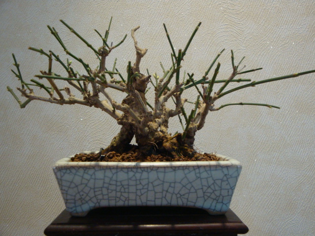 DSC01345.JPG