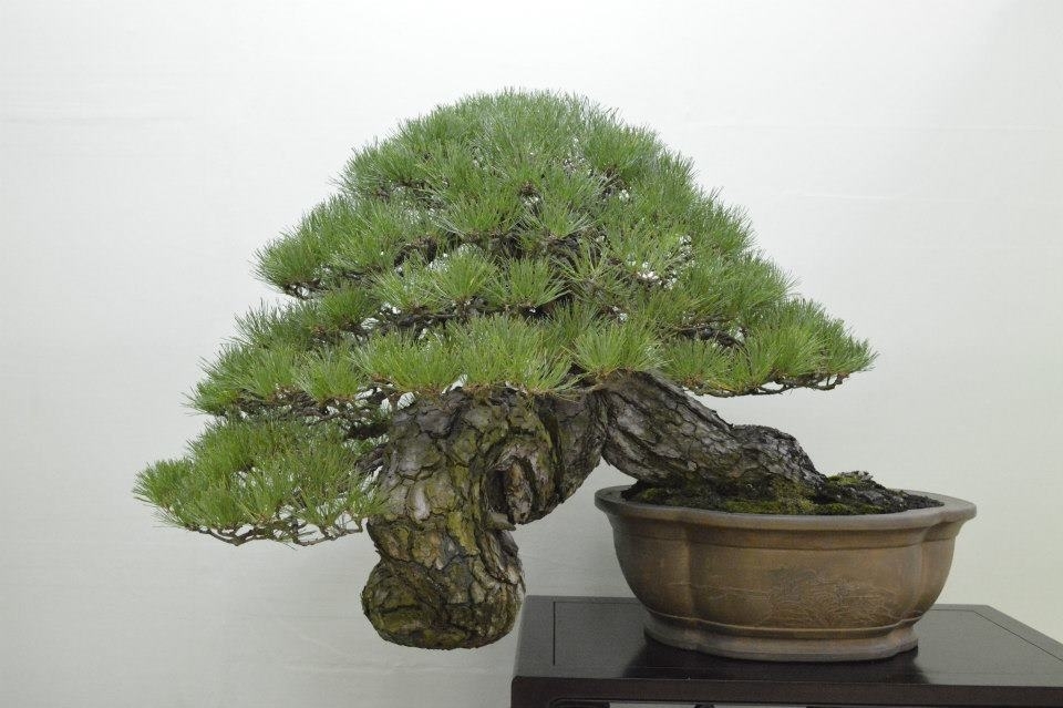 Taikan Ten 2012 041.jpg