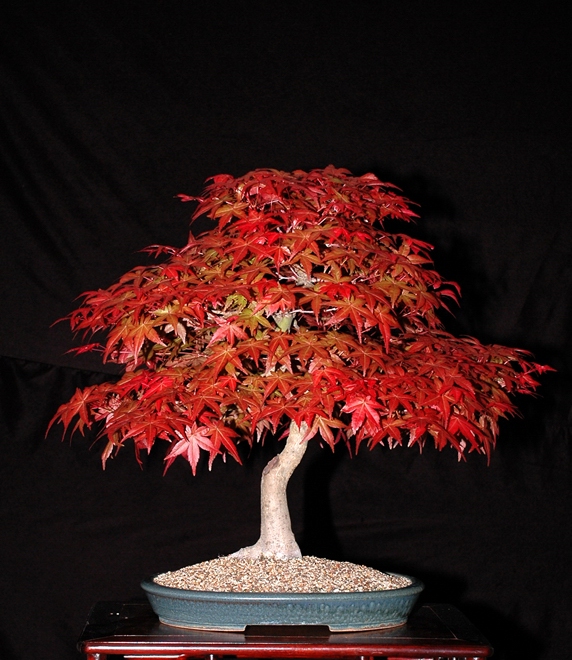JBmaple305-08.jpg