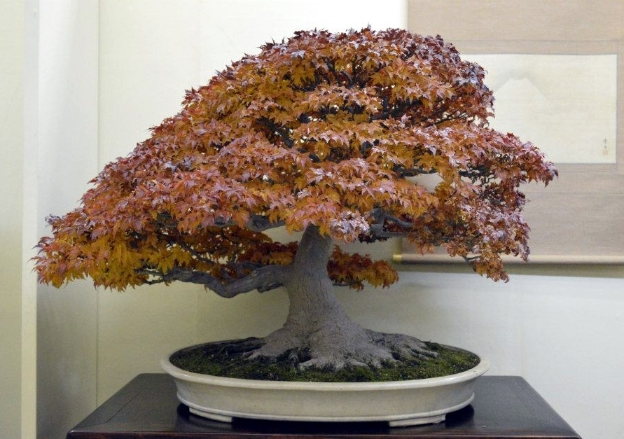 Taikan Ten 2012 048.jpg