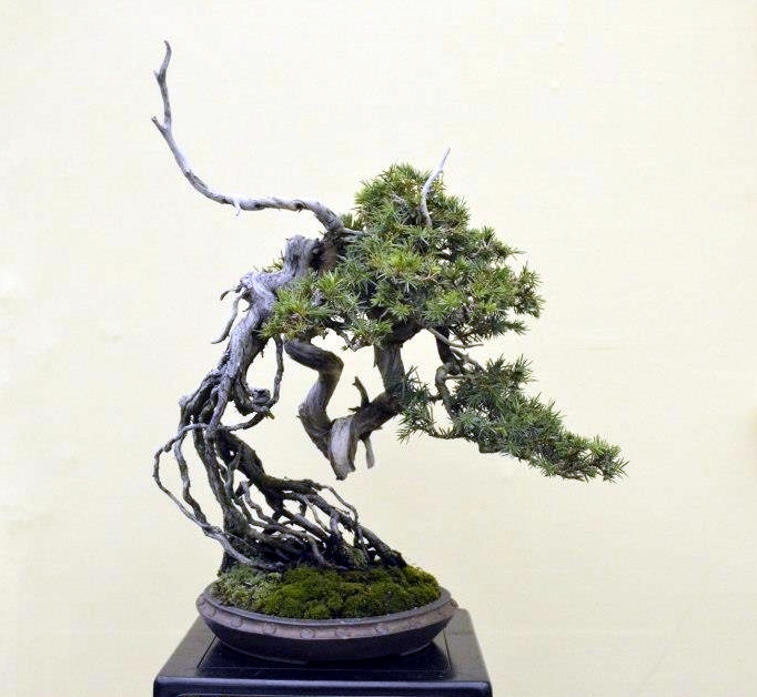 Taikan Ten 2012 043.jpg