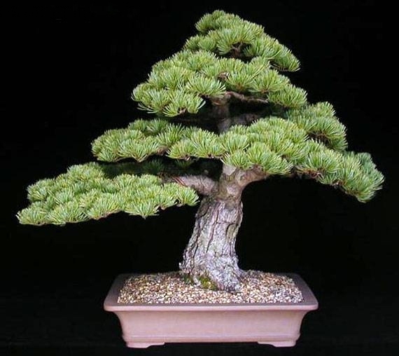 Pinus pentaphylla W Putz.jpg