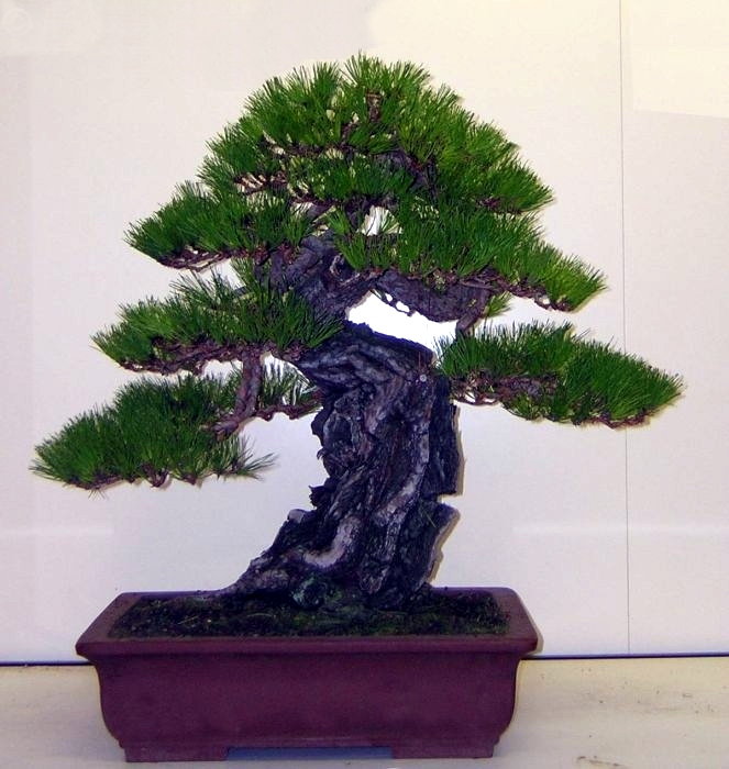 Pinus densiflora Mauro Stemberger.jpg