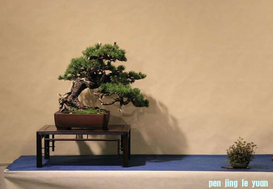 Sakka Ten 2012 002.jpg