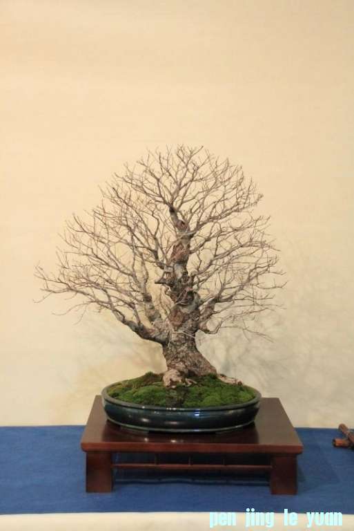 Sakka Ten 2012 011.jpg