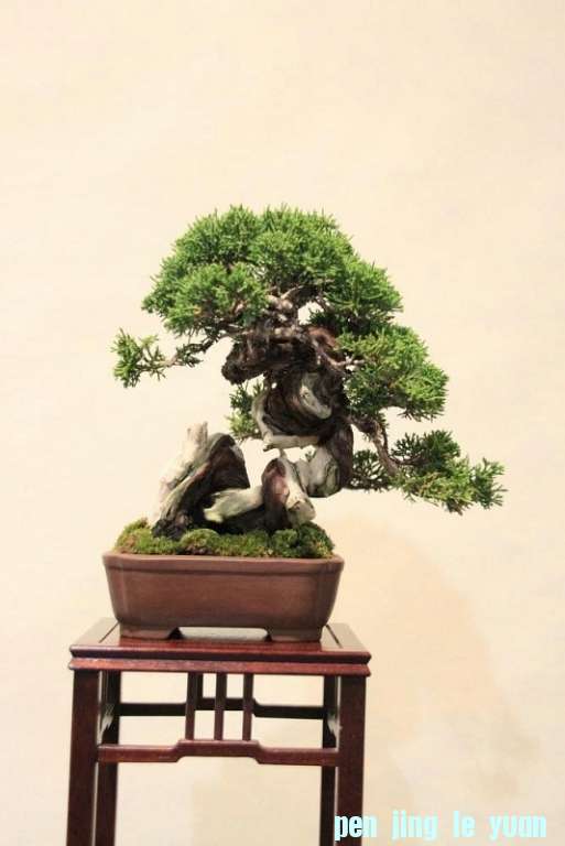 Sakka Ten 2012 015.jpg