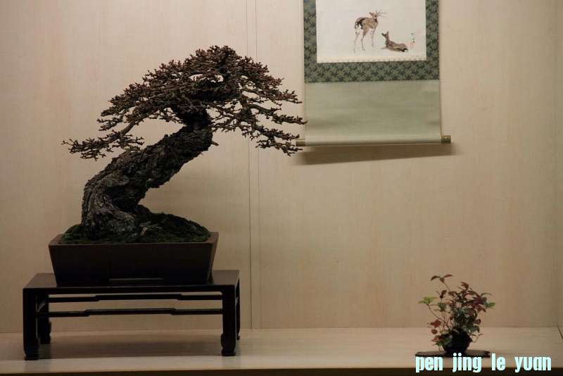 Sakka Ten 2012 019.jpg