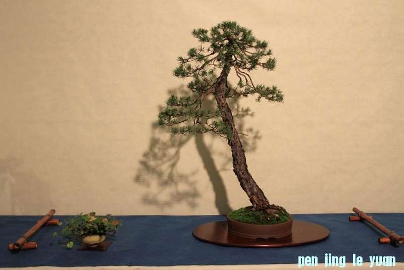 Sakka Ten 2012 021.jpg