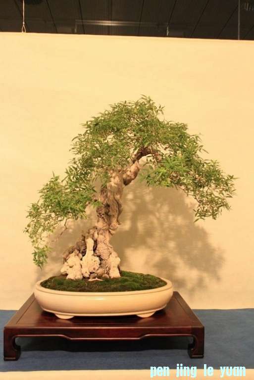 Sakka Ten 2012 032.jpg