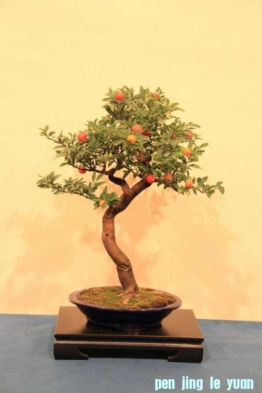 Sakka Ten 2012 043.jpg