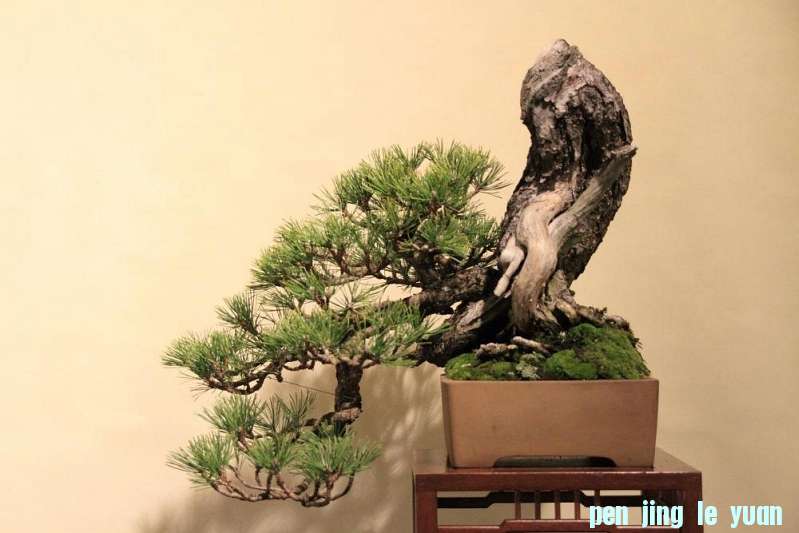 Sakka Ten 2012 047.jpg