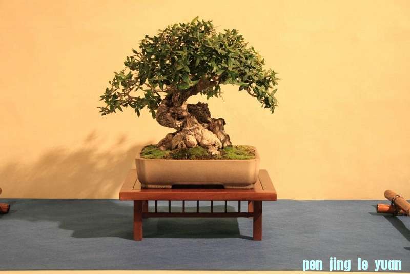 Sakka Ten 2012 048.jpg