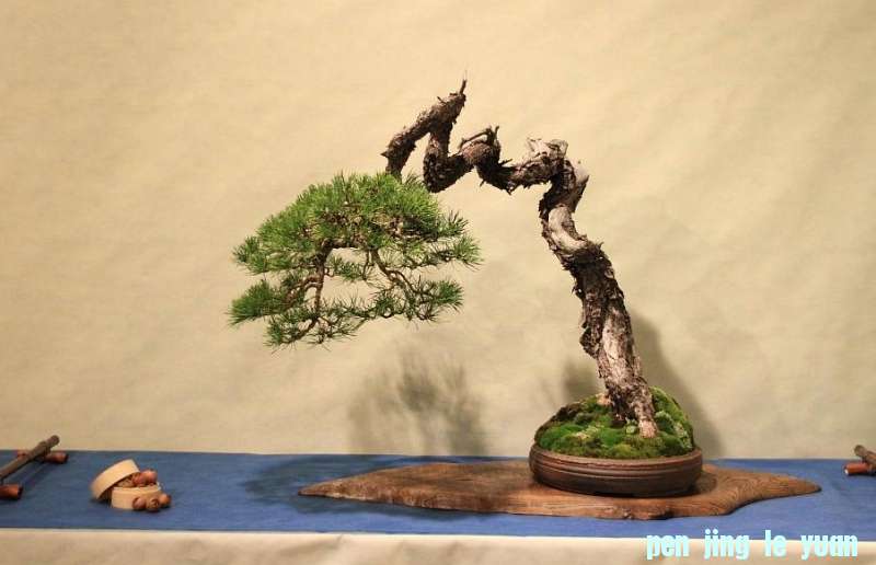 Sakka Ten 2012 051.jpg