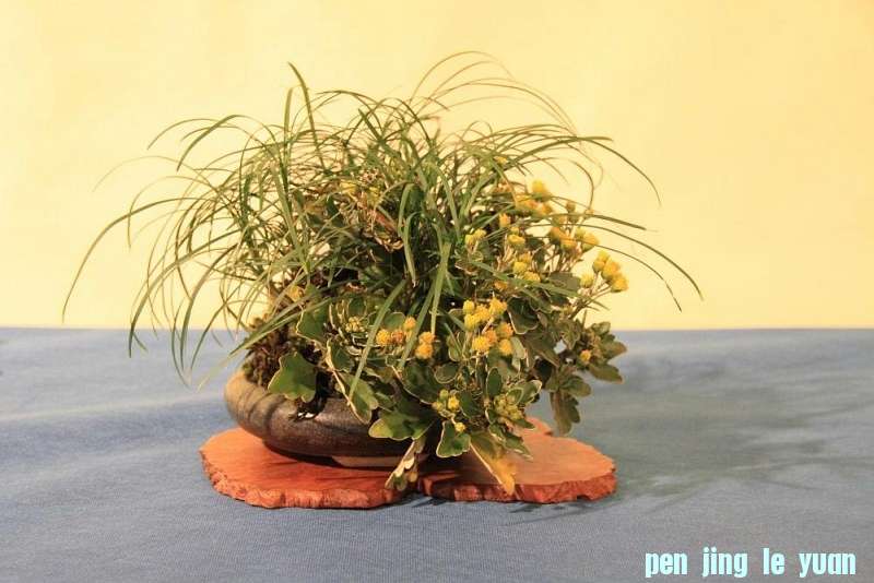 Sakka Ten 2012 058.jpg