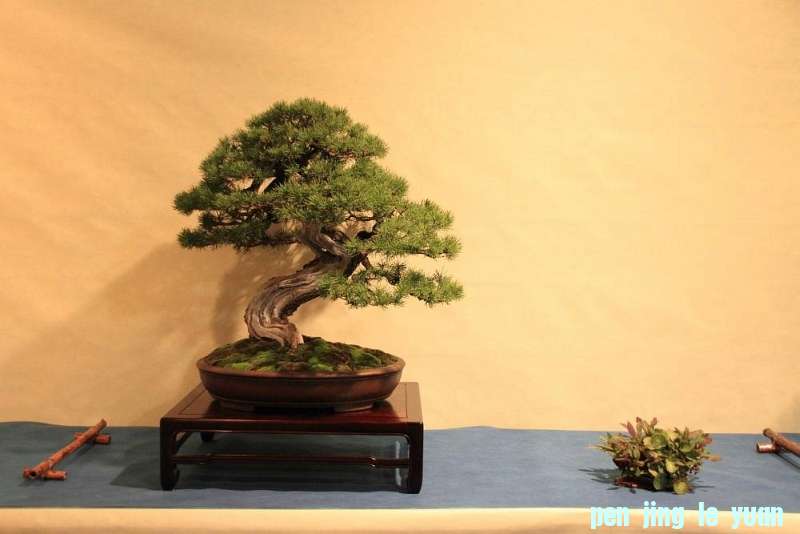 Sakka Ten 2012 062.jpg