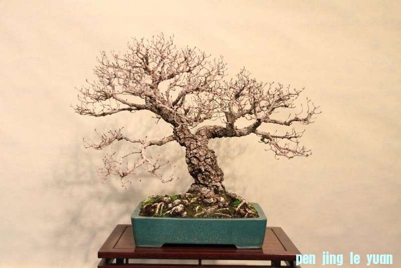 Sakka Ten 2012 064.jpg