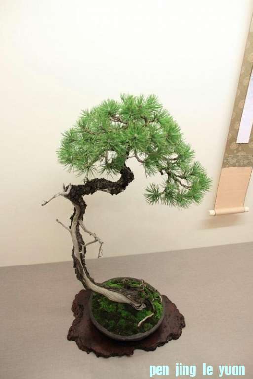 Sakka Ten 2012 066.jpg