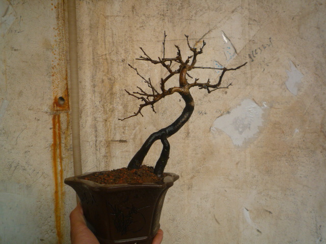 P1070016.JPG