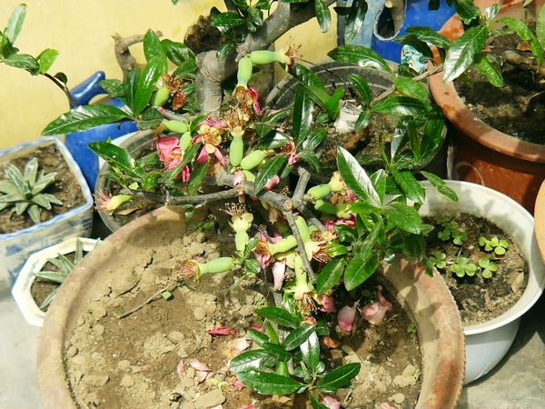 P1030377.jpg