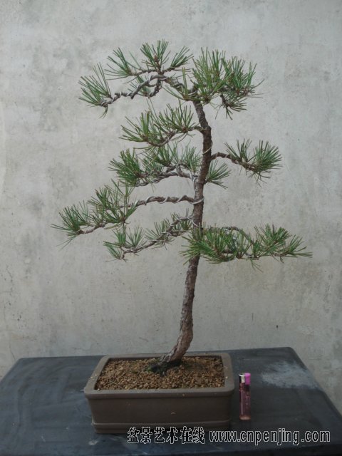 171748pzftwppx19tls9tx.jpg