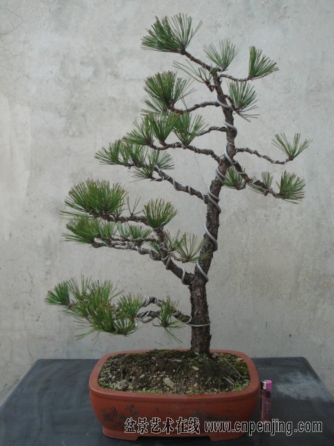 171854jvsjjcz4swvuwpwp.jpg