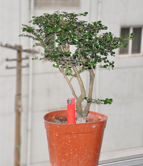 DSC_0590.JPG