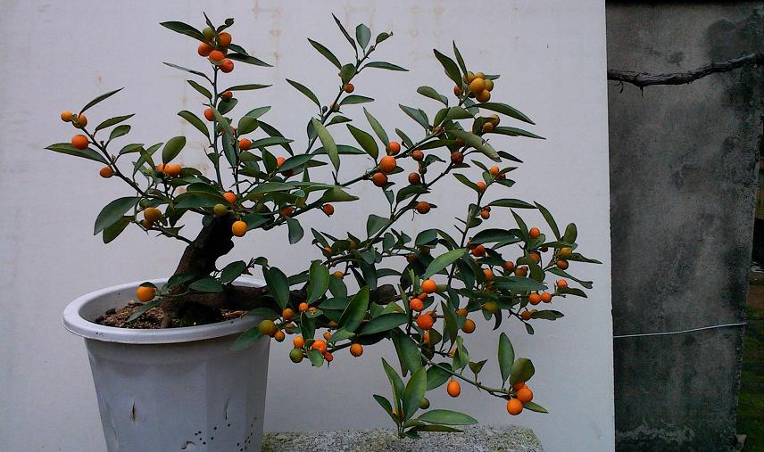 IMG1212145200.jpg