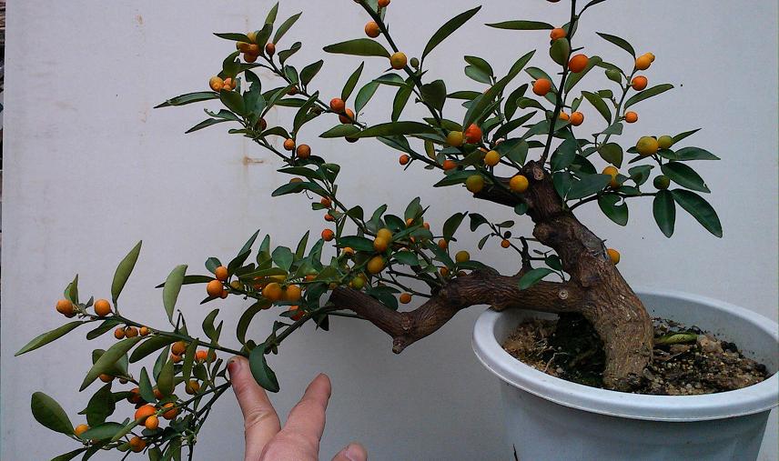 IMG1212145300.jpg