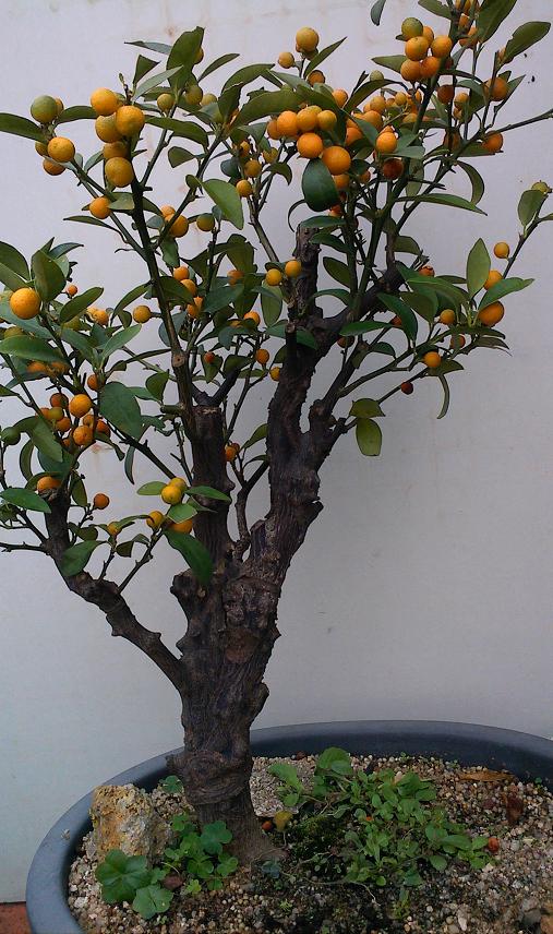 IMG1212160000.jpg