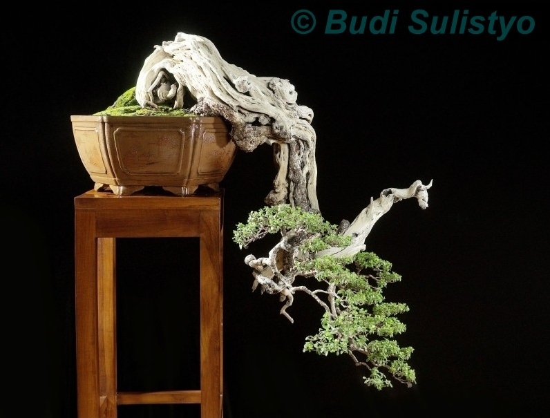Pemphis acidula Budi Sulistyo.jpg