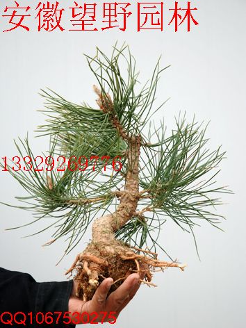 DSC_0080.jpg