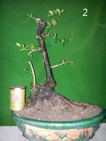 20121213_205215.jpg