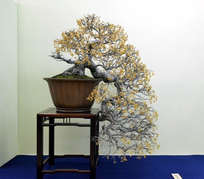 Taikan Ten 2012 040.jpg