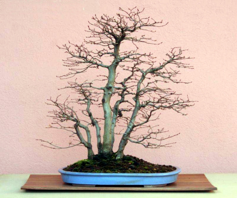 Carpinus betulus Nicola Crivelli.jpg