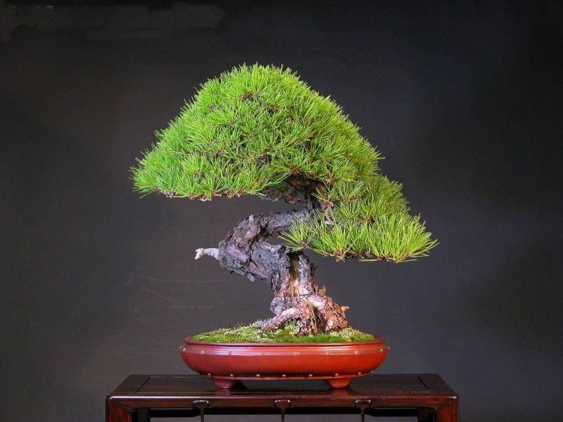 Pinus densiflora Mario Komsta.jpg