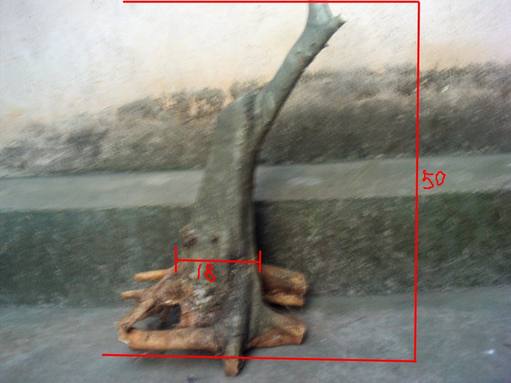 conew_file0034_conew2.jpg
